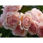 A Shropshire Lad / Е Шропшир Лед